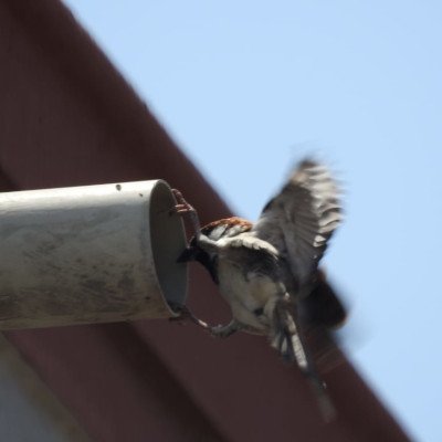 sparrow-nesting