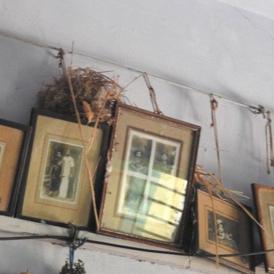 sparrow-nesting