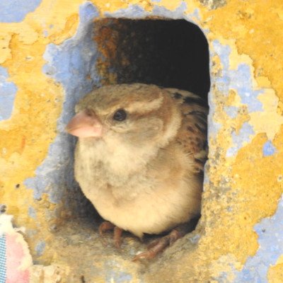 sparrow-nesting