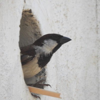 sparrow-nesting
