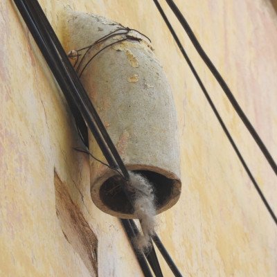 sparrow-nesting