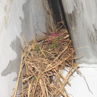 sparrow-nesting