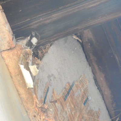 sparrow-nesting