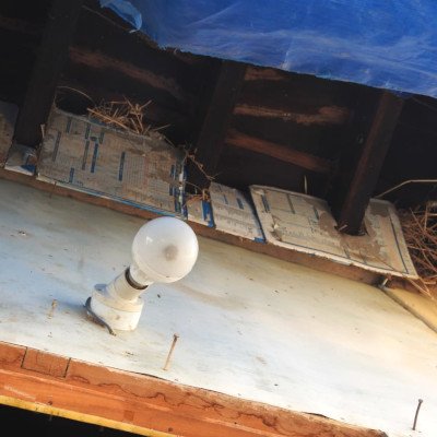 sparrow-nesting
