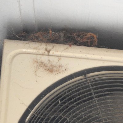 sparrow-nesting