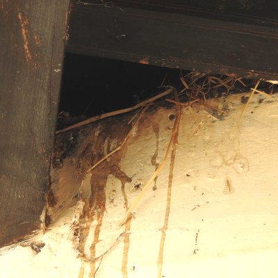 sparrow-nesting