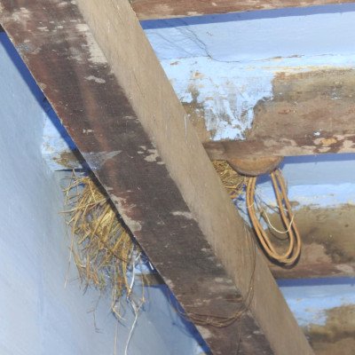sparrow-nesting
