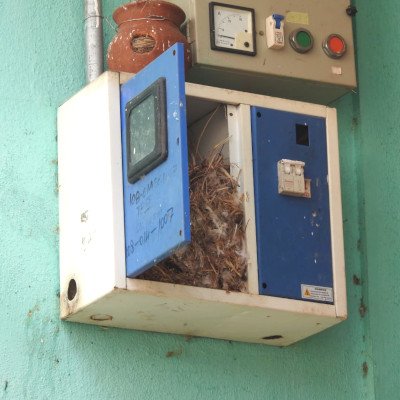 sparrow-nesting