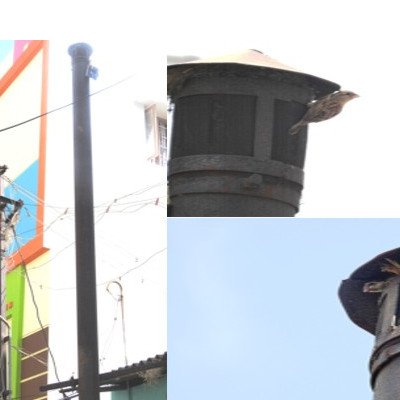 sparrow-nesting
