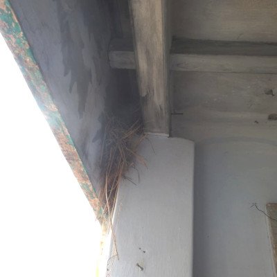 sparrow-nesting