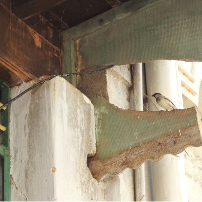 sparrow-nesting
