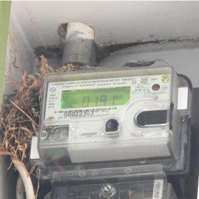 sparrow-nesting