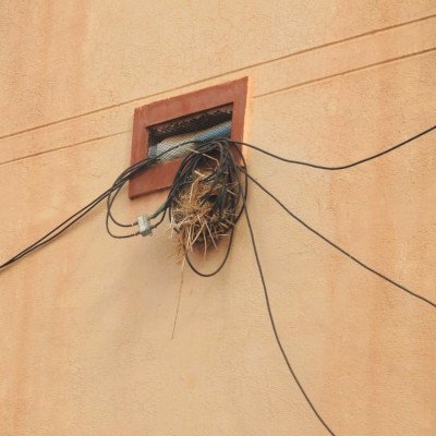 sparrow-nesting