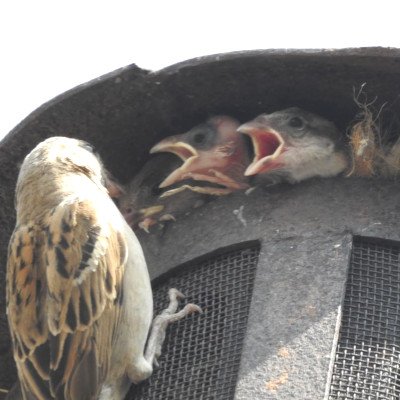 sparrow-nesting