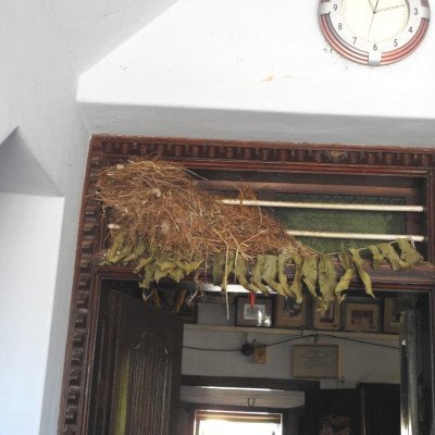 sparrow-nesting