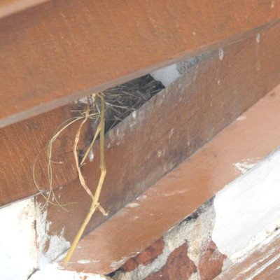 sparrow-nesting